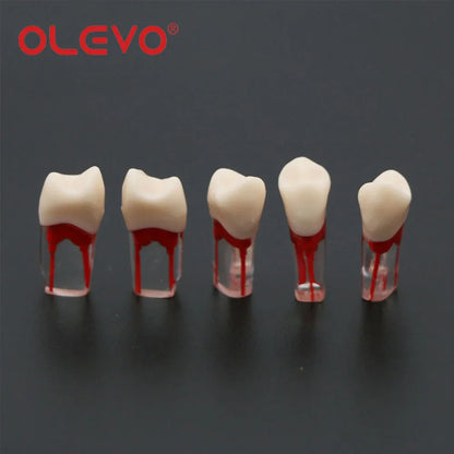 Dental RCT Endo Teeth Model 10 Pcs
