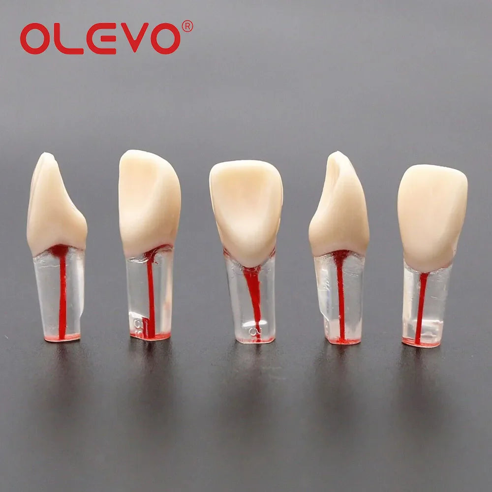 Dental RCT Endo Teeth Model 10 Pcs