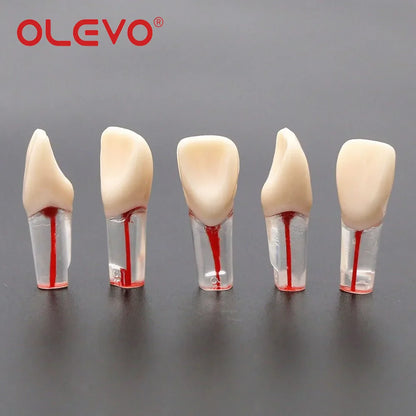 Dental RCT Endo Teeth Model 10 Pcs
